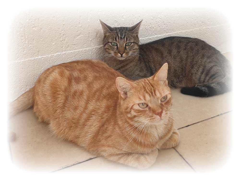 cat1