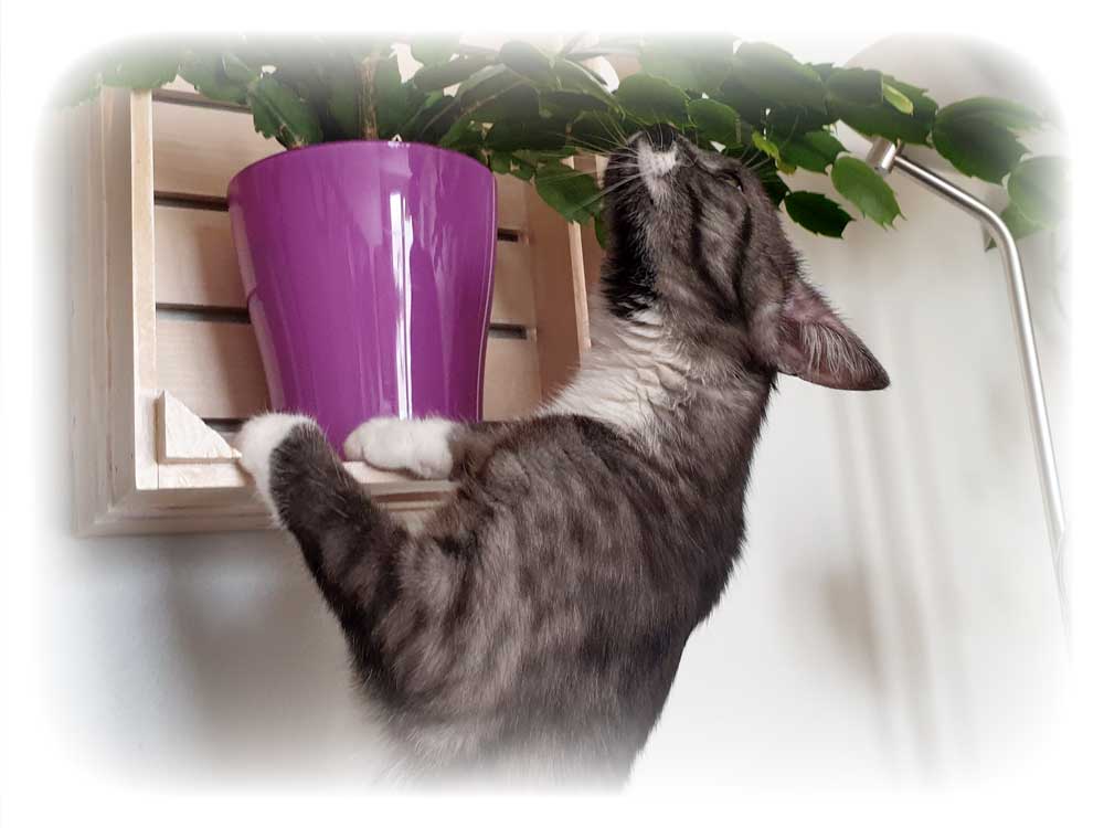 cat1