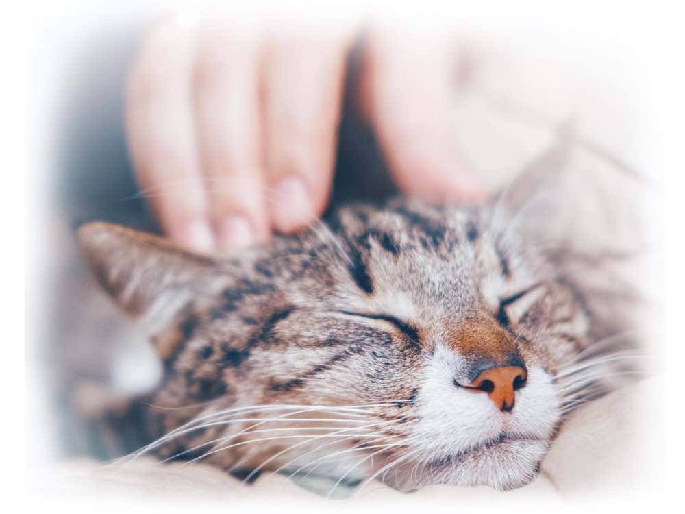 cat1