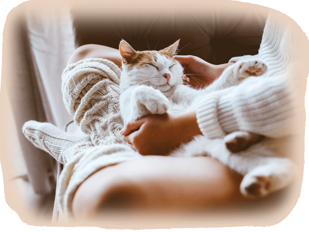 cat2